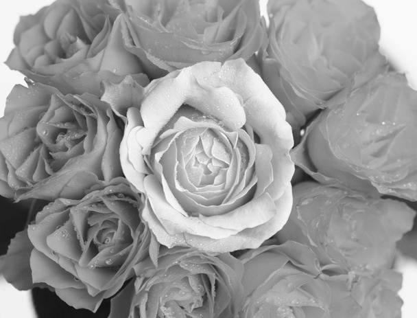mooie roos - Foto, afbeelding