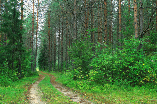 path in spruce forest - Фото, зображення