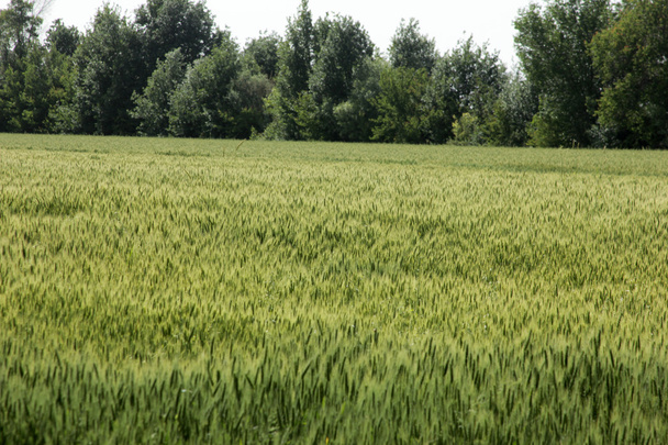 buğday - Fotoğraf, Görsel