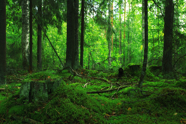 green summer spruce forest - Фото, изображение