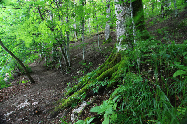 Forest landscape in summer - Zdjęcie, obraz