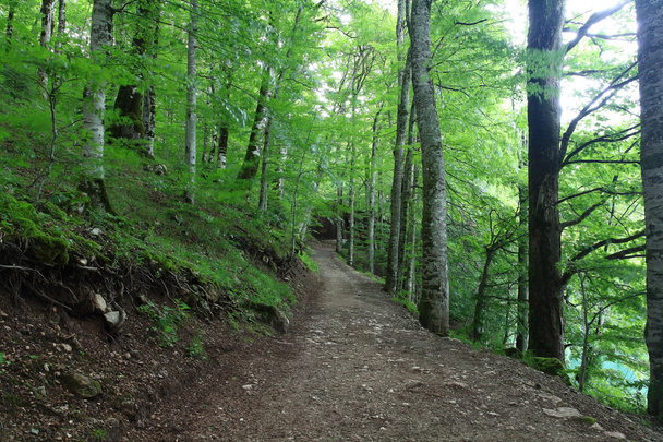 Forest landscape in summer - Zdjęcie, obraz