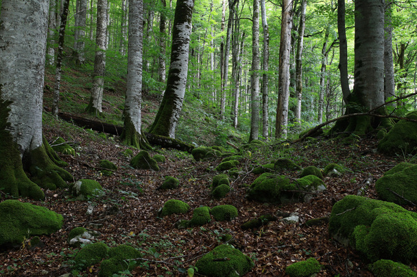 Forest landscape in summer - Fotoğraf, Görsel