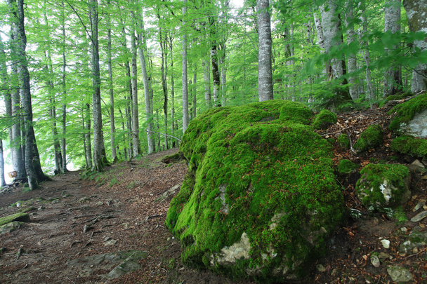 Forest landscape in summer - Foto, afbeelding