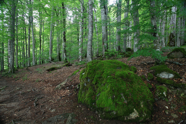 Forest landscape in summer - Фото, зображення