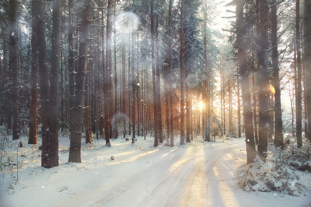 winter forest landscape - Photo, Image