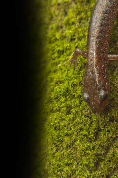 Červené zadní Salamander - Fotografie, Obrázek