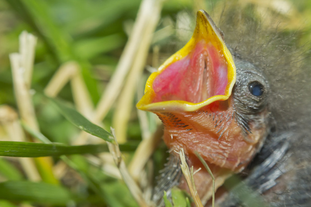 Sparrow Hatchling - Фото, изображение