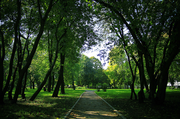 park with trees alley - Photo, Image