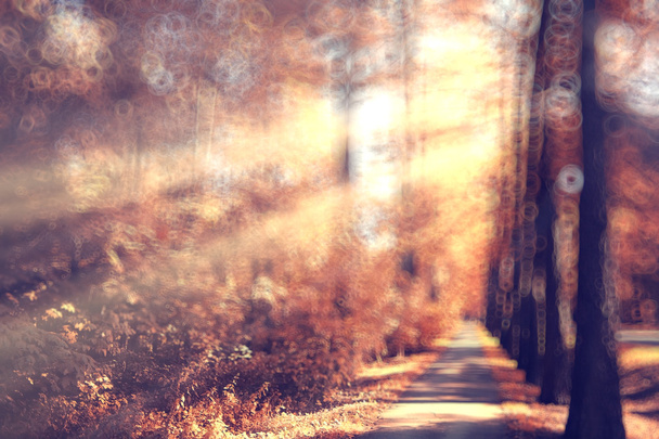 Blurred  autumn forest background - Foto, Imagem