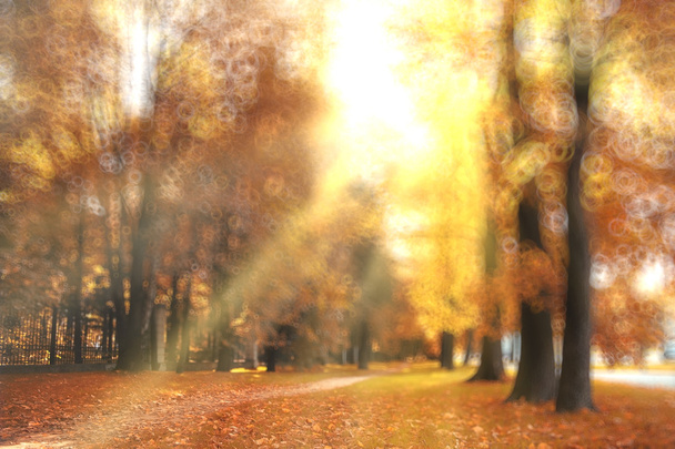 Blurred  autumn forest background - Фото, изображение