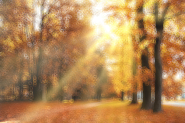 Blurred  autumn forest background - Foto, afbeelding
