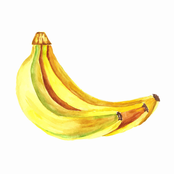bananas. Vector watercolor painting on white background - Vektor, Bild