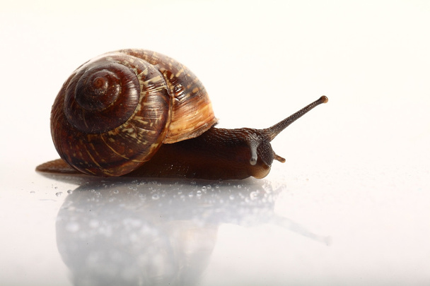 Snail macro view - Foto, Bild