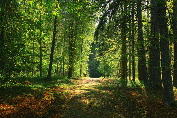 autumn forest landscape - Foto, Bild