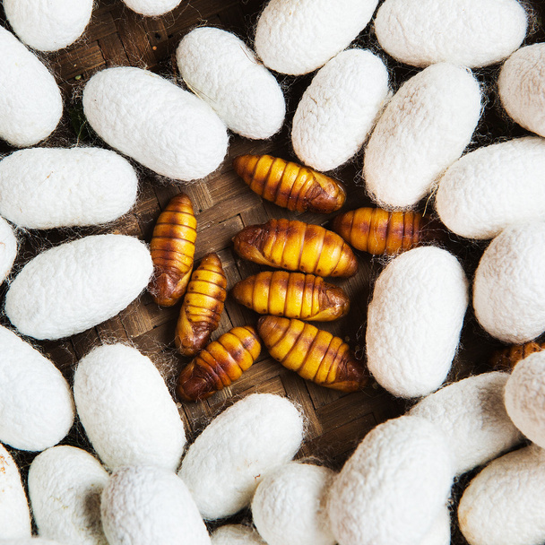Closeup of Silkworm pupae, Life cycle of Silkworm - 写真・画像