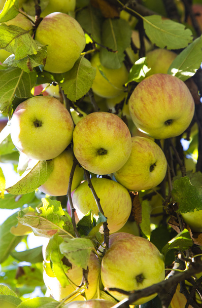 świeże jabłka na drzewie - Zdjęcie, obraz