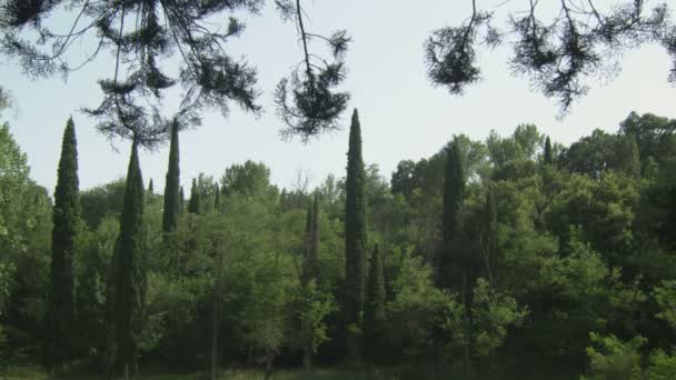 Gros plan statique des arbres
 - Séquence, vidéo