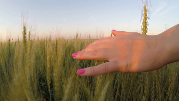 Mano femenina sobre una espiga de trigo. puesta de sol
 - Metraje, vídeo
