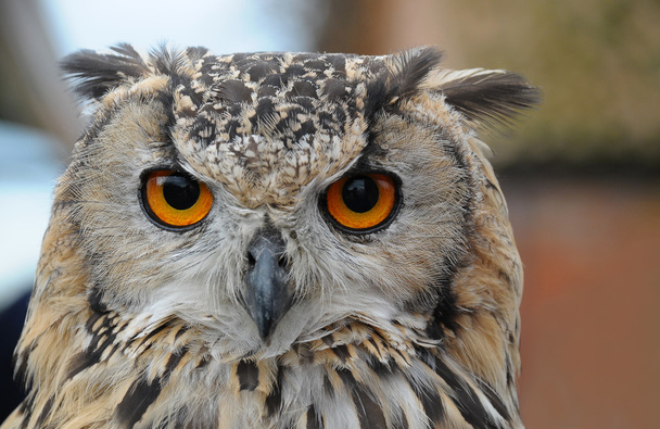 Close up of the head of an Eagle Owl - Zdjęcie, obraz