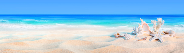seashells on seashore - beach holiday background - Photo, Image