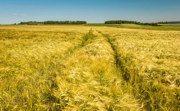 пшеничное поле - Фото, изображение