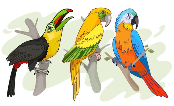 Uccelli tropicali - Vettoriali, immagini
