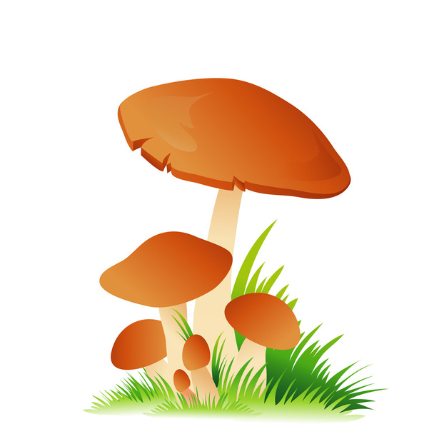 Edible mushroom porcini with grass on white background - Vector, Image