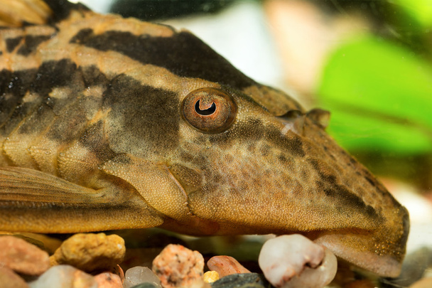 Head of suckermouthfish - Photo, Image