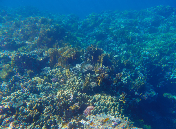 tropical Coral reef - Photo, Image
