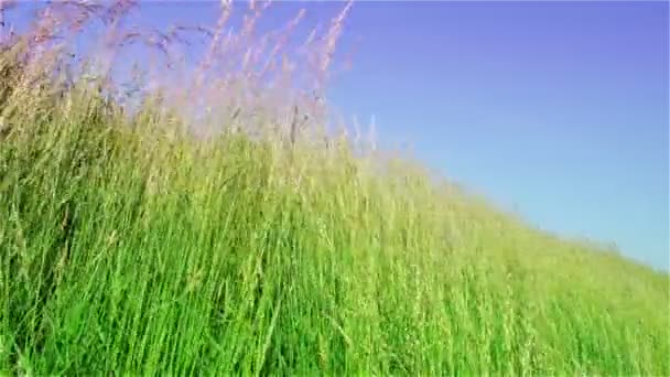 Grass, weiden, weide, Wind, hemel, blauw, Swing, groen, natuur, rietjes, stengels - Video