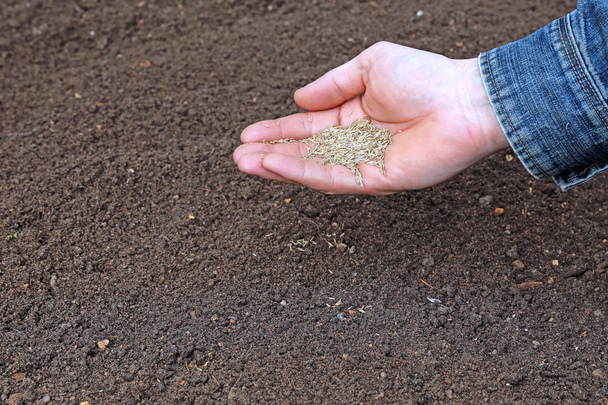 Siewu nasion traw do gleby na trawniku - Zdjęcie, obraz