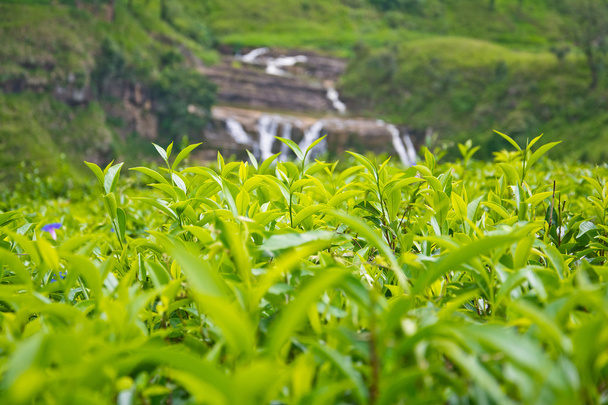 Plantaciones de té en Sri Lanka
 - Foto, Imagen
