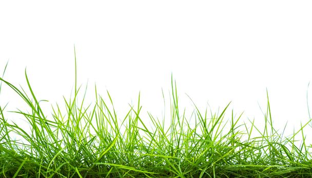 panorama de hierba verde manantial aislado sobre fondo blanco. - Foto, afbeelding