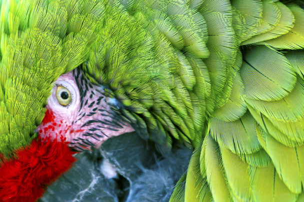 Green Red Feathers Military Macaw Close Up - Фото, изображение