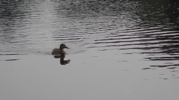 Croaking, vrouwelijke Mallard Duck (Anas platyrhynchos) snel zwemmen op een natuurlijk water-met verkeerslawaai en luide vogelgezang op de achtergrond - Video