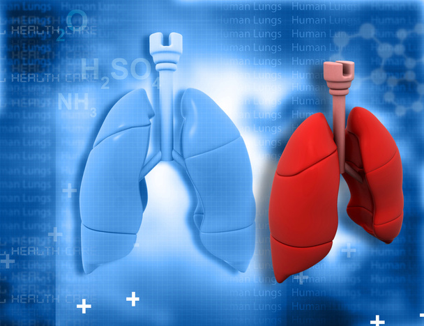 Human lungs - Photo, Image