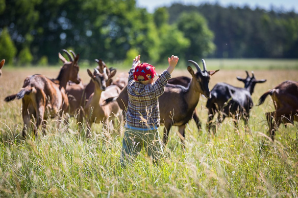 boy chasing goats on pasture - Fotó, kép