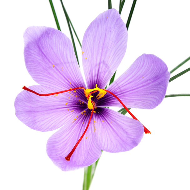 flor de azafrán
 - Foto, Imagen