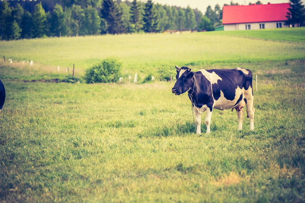 vacca al pascolo in estate. - Foto, immagini