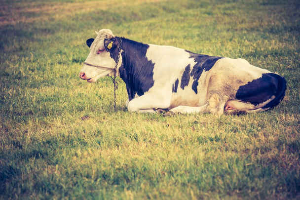 vache au pâturage en été. - Photo, image