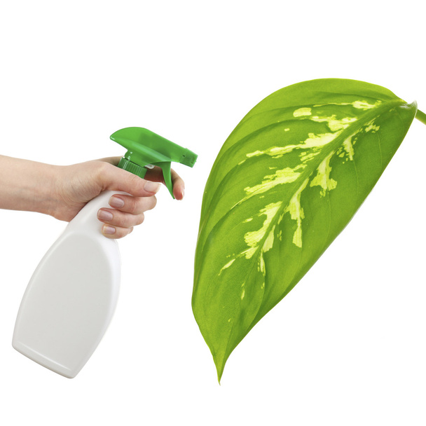 Female hand with sprayer and big green leaf isolated on white - Фото, зображення