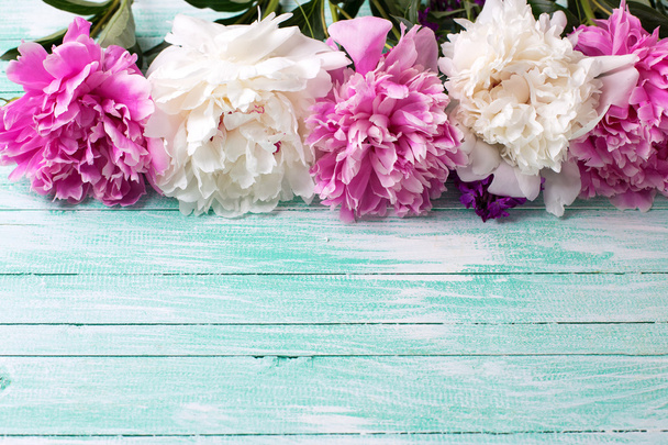 Fresh pink and white peonies - 写真・画像