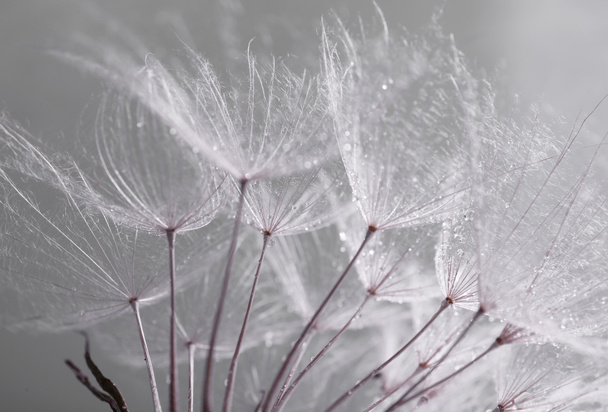 Beautiful dandelion with seeds - Fotó, kép