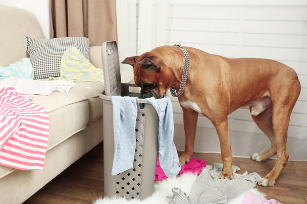 Dog demolishes clothes in messy room - Foto, Imagen