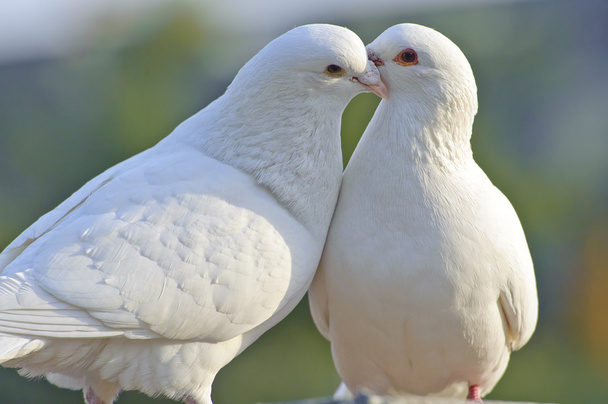 Два любящих белых голубя
 - Фото, изображение