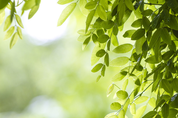 čerstvé zelené listy - Fotografie, Obrázek