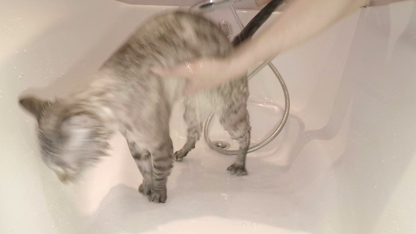 Cat watered with water from shower. - Footage, Video