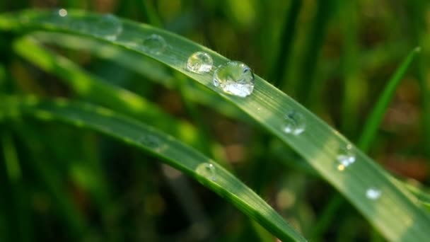 Gotas de agua sobre hierba - Imágenes, Vídeo