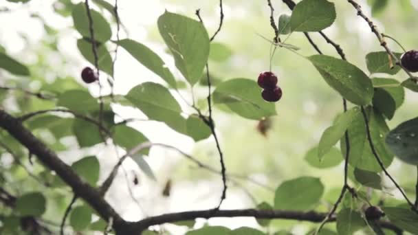 Kézi szedés a cseresznye és a meggy a fán - Felvétel, videó